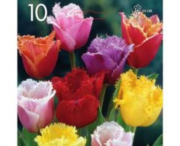 Лале Crispa Mix 1оп (10луковици)